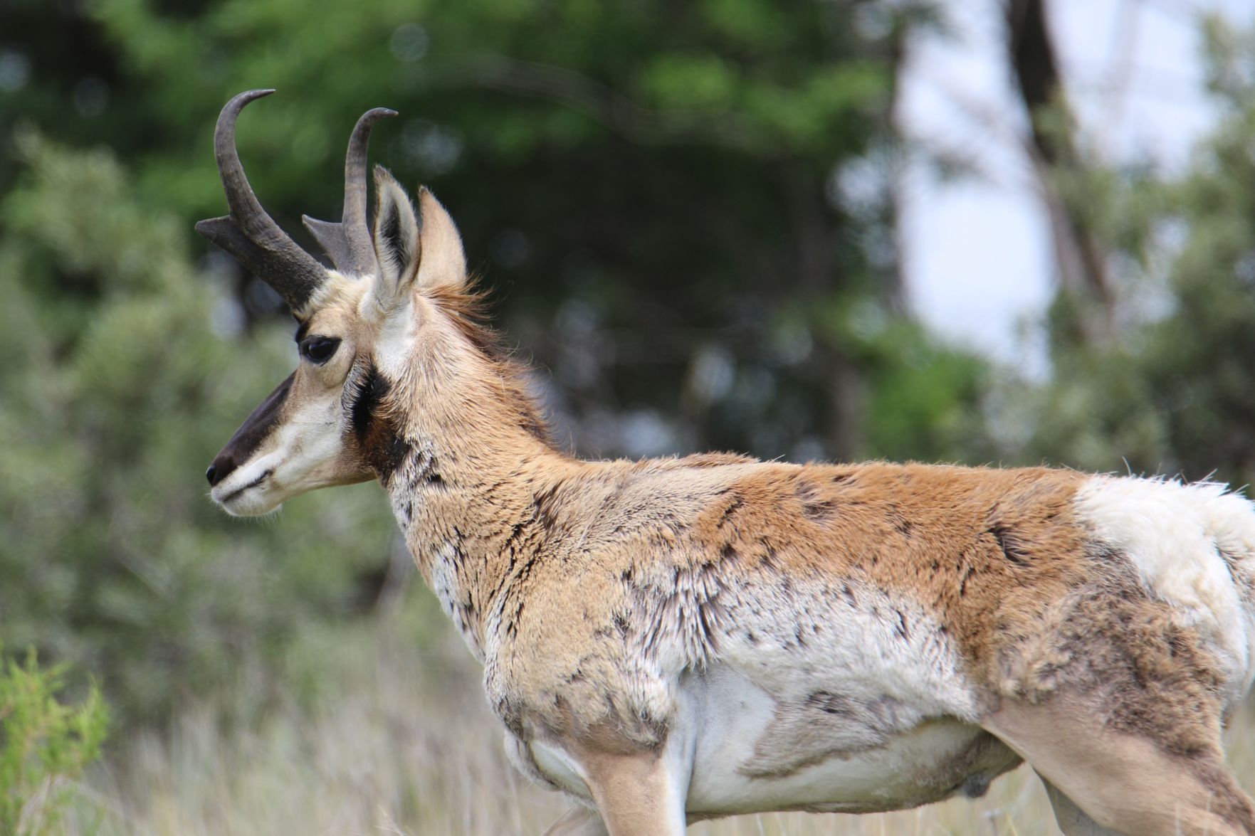Pronghorn Buck